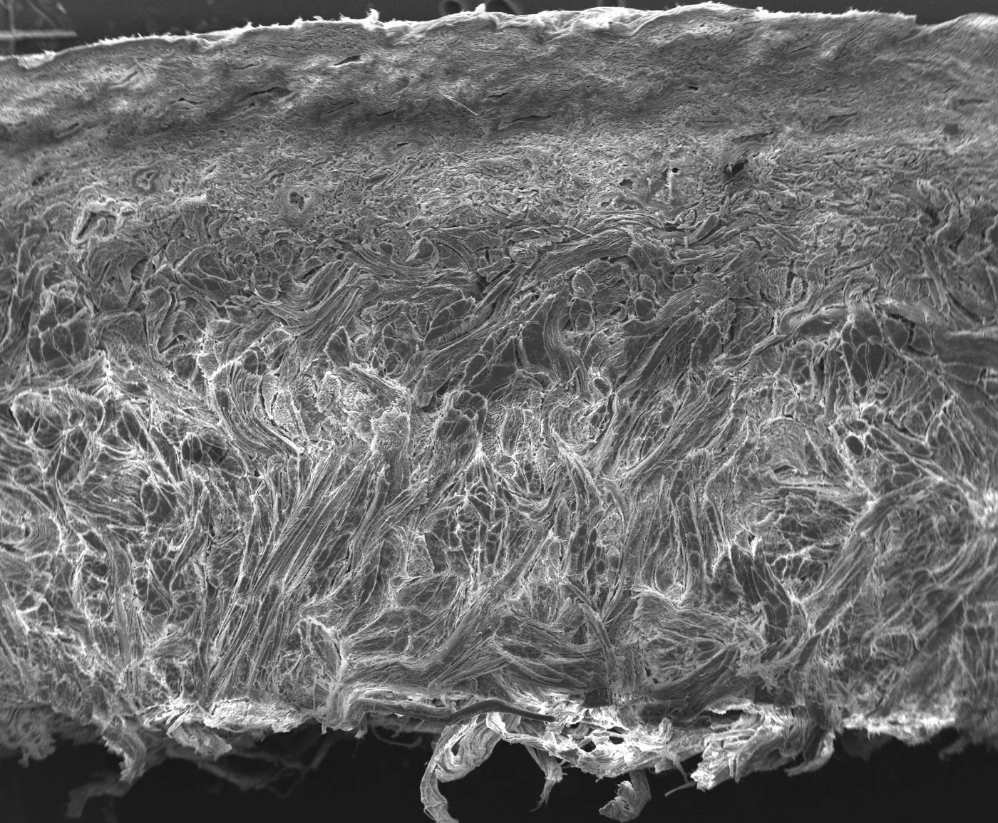 SEM cross-section of a collagen-rich material showing its fibrous microstructure.